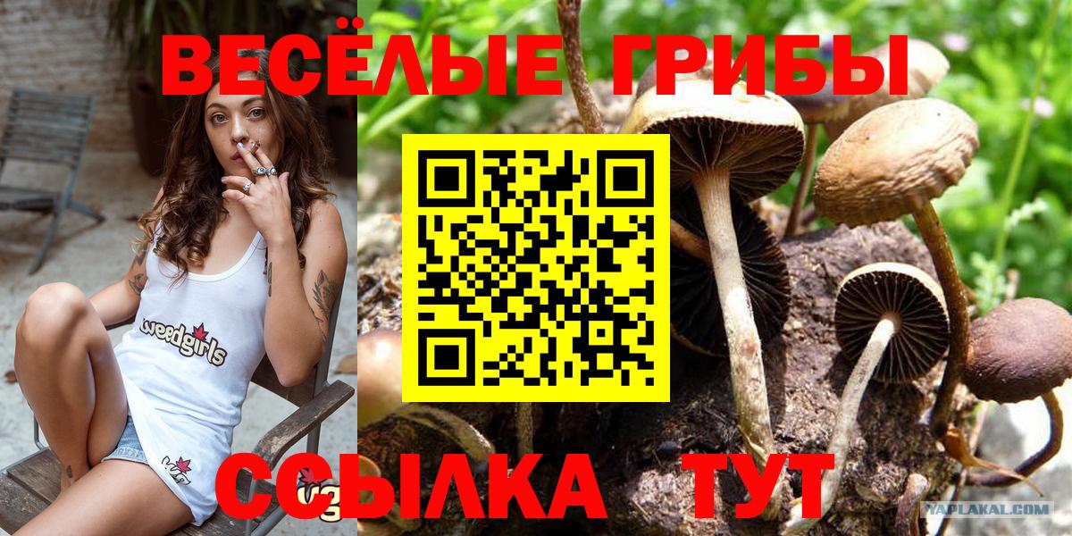 Псилоцибиновые грибы Psilocybe Калининград